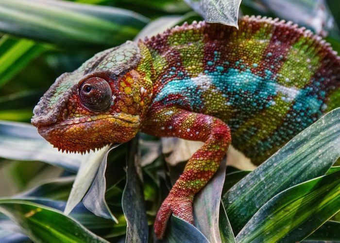 Panther Chameleon (Furcifer pardalis), fauna of Madagascar